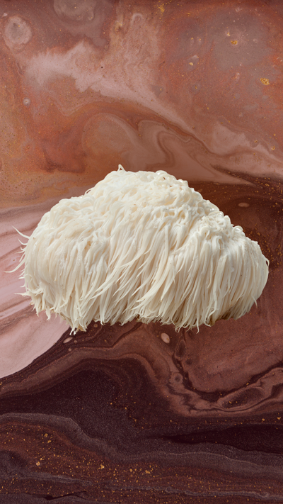 lions mane mushroom and the blood brain barrier